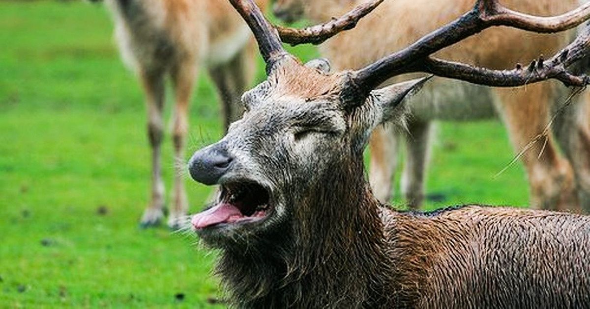 Animals That Definitely Aren’t Prepared to Have Their Picture Taken