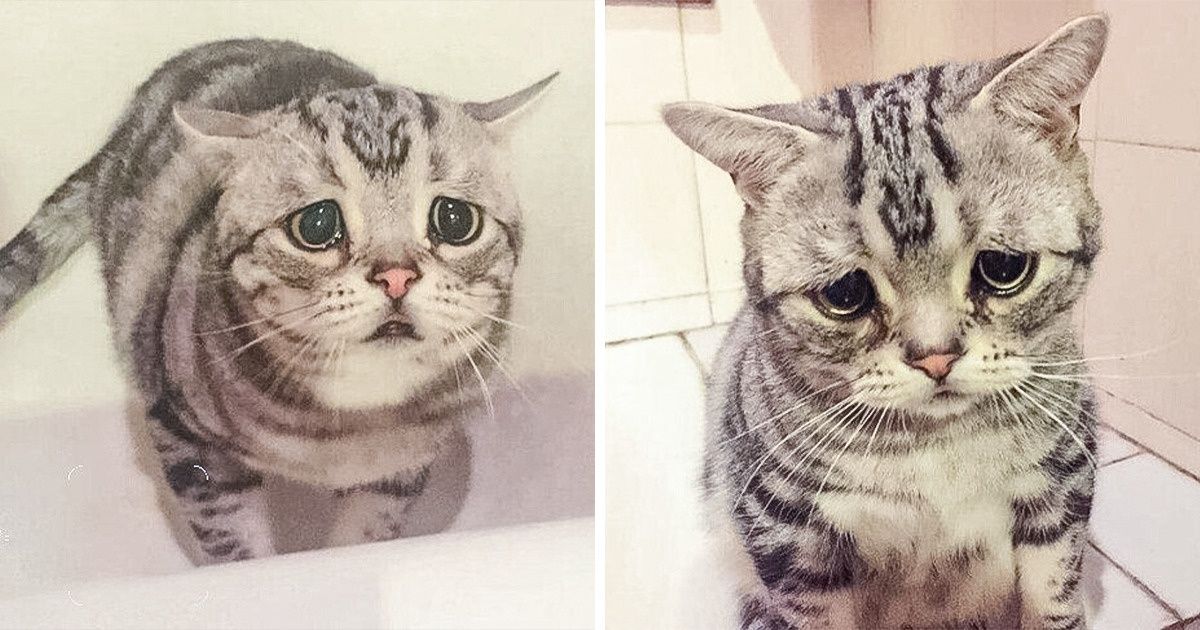 Turns Out Your Cat or Dog Can Feel Offended When You Call Them a “Pet” Turns Out Your Cat or Dog Can Feel Offended When You Call Them a “Pet”