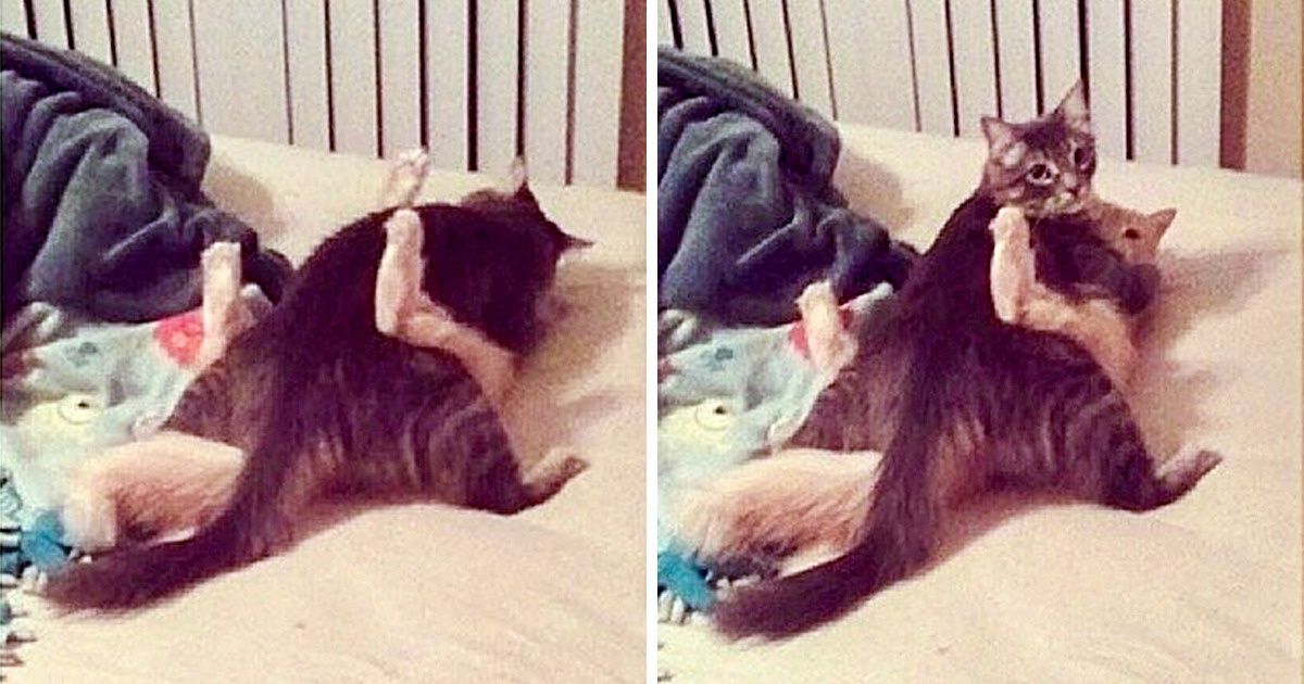 27 Naughty Pets Who Didn’t Expect You’d Be Home So Soon