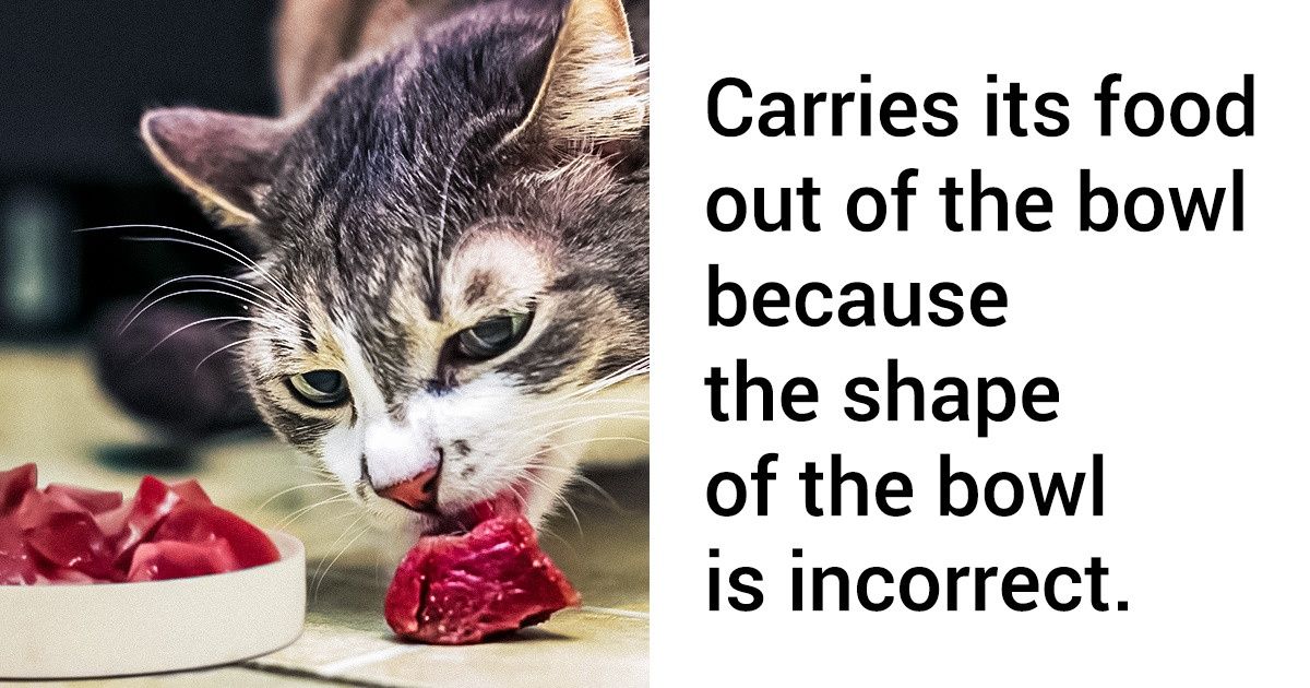 14 Mistakes Cat Owners Should Strictly Avoid / Bright Side