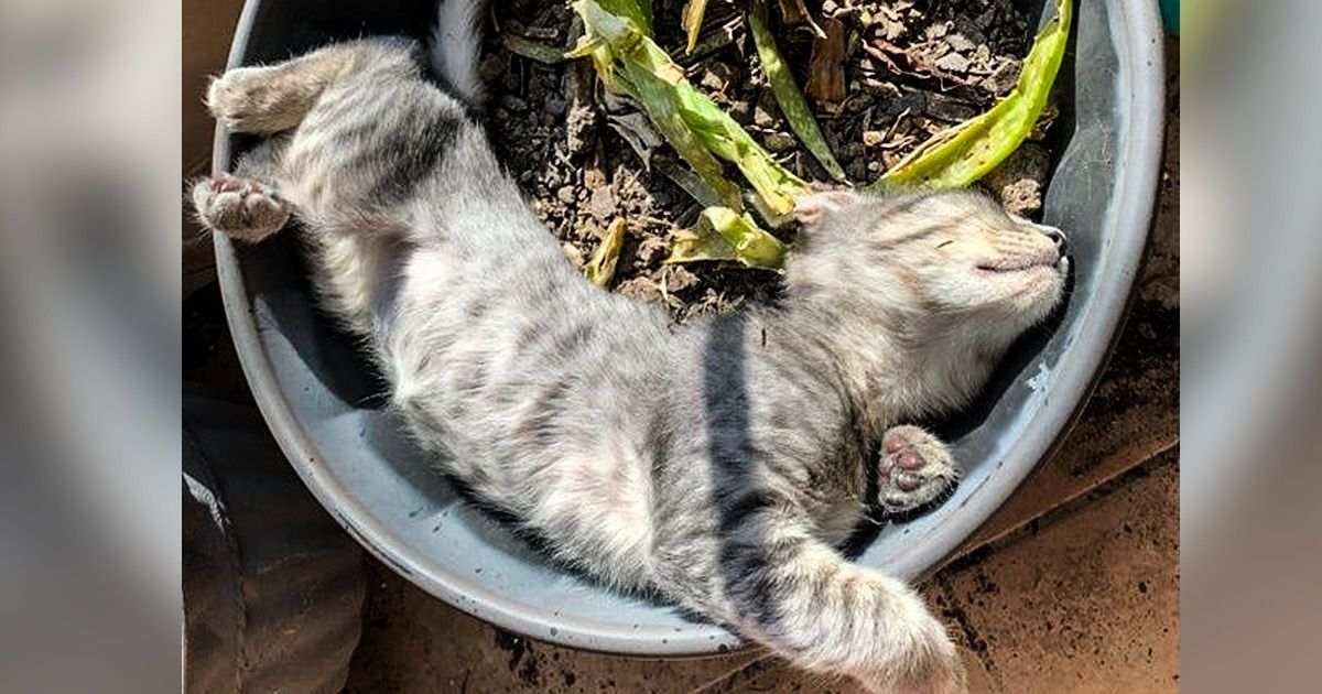 20 Cuddly Gurus of Calmness That We All Need in Our Lives