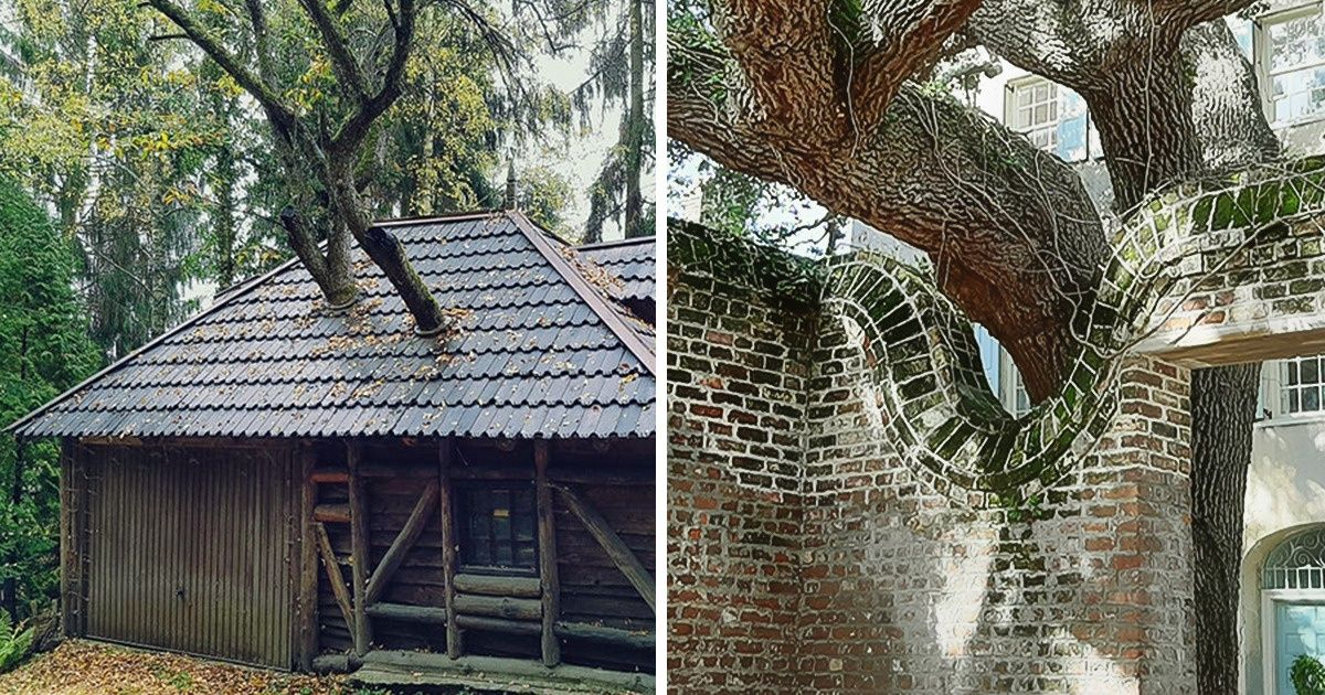 17 Gifted Architects Who “Hugged” Local Trees With Their Buildings Instead of Cutting Them Down 17 Gifted Architects Who “Hugged” Local Trees With Their Buildings Instead of Cutting Them Down