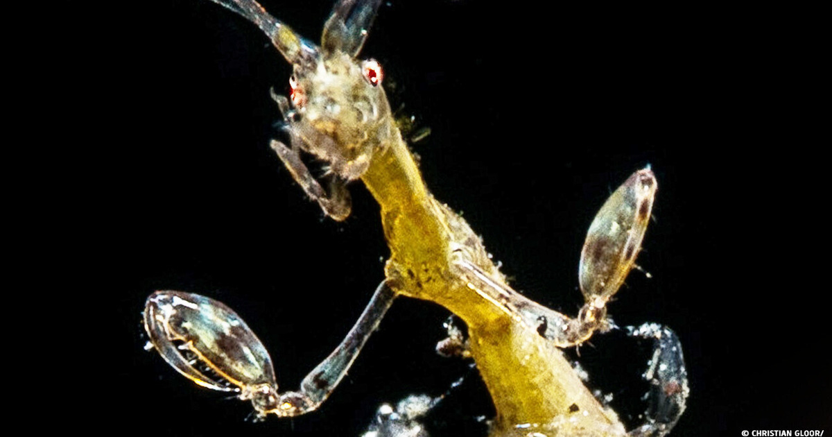 27 Sea Creatures With Hidden Talents