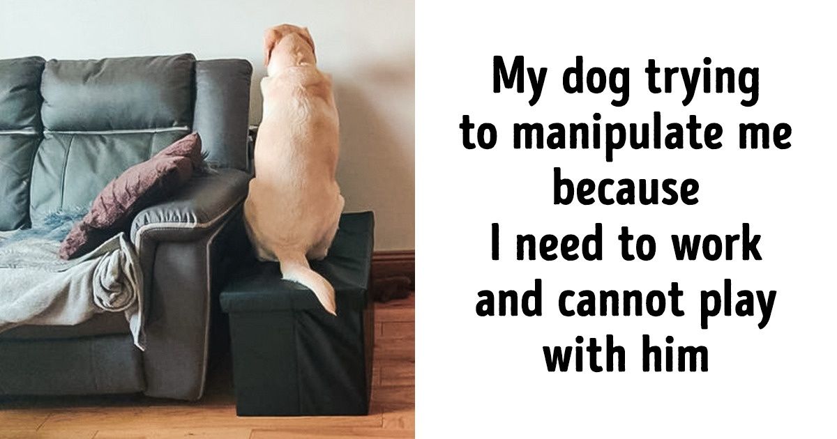 15+ Animals Who Could Easily Get Leading Roles for Their Theatrical Talents 15+ Animals Who Could Easily Get Leading Roles for Their Theatrical Talents