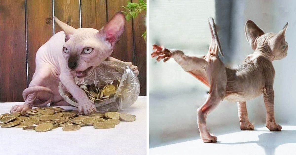 30 Reasons Why Sphynx Cats Are Not Just Cool They Re Super Cool