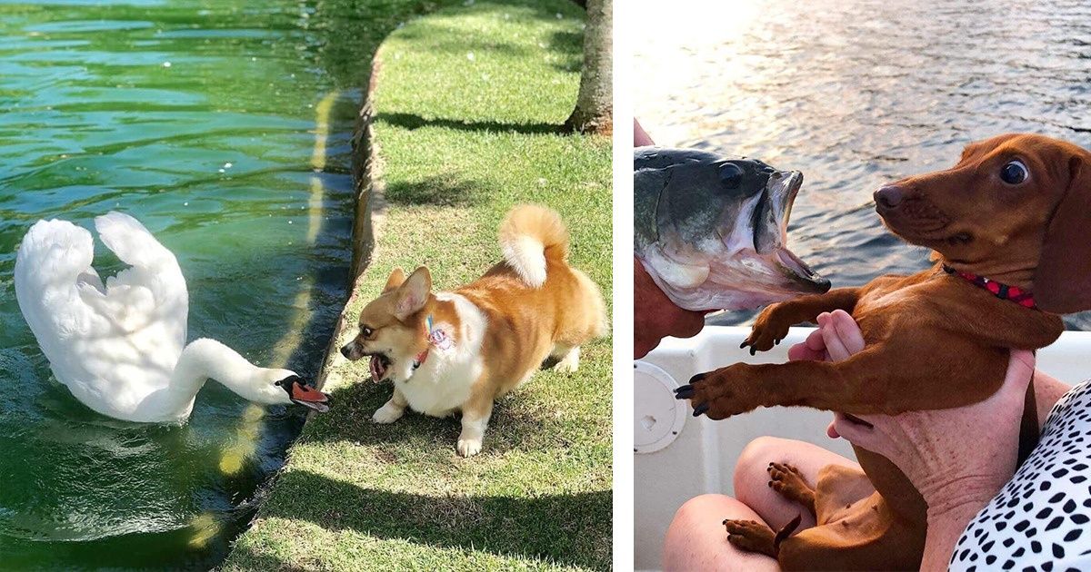 20+ Animals Who Were Too Startled to Meet Other Species