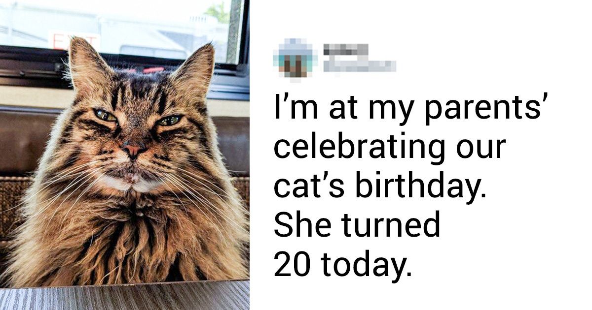 20+ Touching Images of Elderly Pets That Remind Us to Cherish Every Moment With Our Loved Ones 20+ Touching Images of Elderly Pets That Remind Us to Cherish Every Moment With Our Loved Ones