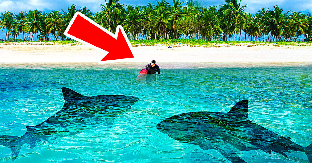 This Tiny Island Is a Hot Spot for Shark Attacks, No One Knows Why / Bright  Side