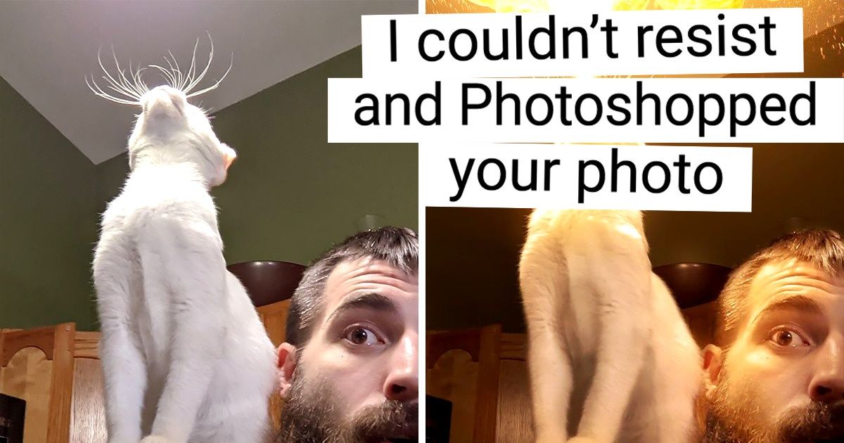 17 Photos From the Participants of the “Shoulder Cat” Challenge 17 Photos From the Participants of the “Shoulder Cat” Challenge