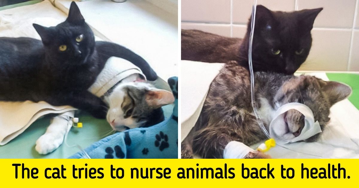 18 Times Animals Showed That They Know How to Be Bros