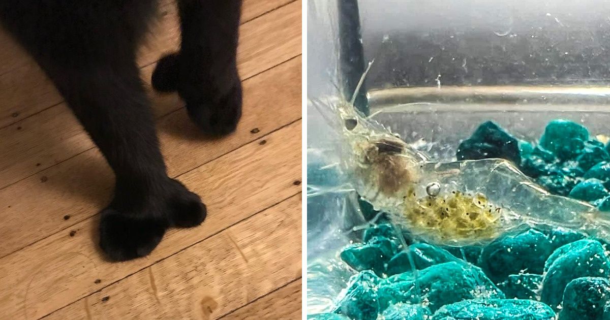 15 Things That’ll Blow Your Mind With Its Peculiarity