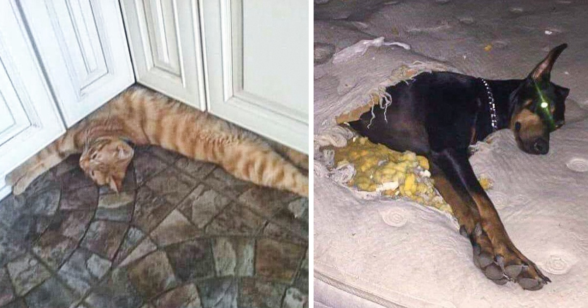 16 Pictures That Prove How Life With Pets Is Like a Rollercoaster Ride 16 Pictures That Prove How Life With Pets Is Like a Rollercoaster Ride