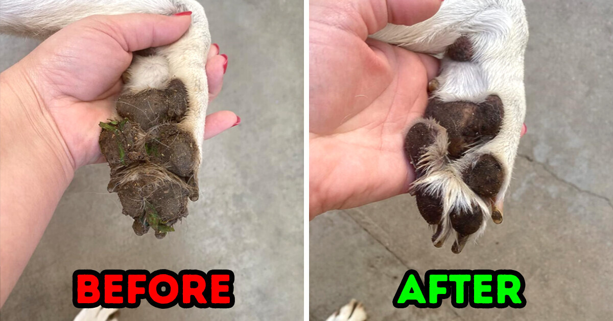 13 Genius Products That Will Help You Treat Your Pet Like True Royalty 13 Genius Products That Will Help You Treat Your Pet Like True Royalty