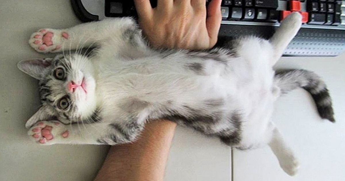 18 ridiculous cats who don’t understand the meaning of personal space