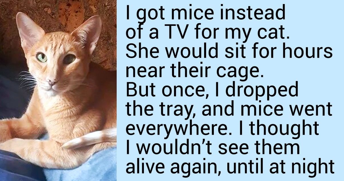 19 Cat Lovers Who Know How to Get Along With Their Pets Perfectly 19 Cat Lovers Who Know How to Get Along With Their Pets Perfectly