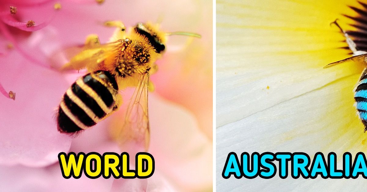 Turns Out, Australia Is Home to Blue Bees, and the World Can’t Get Enough of Their Photos Turns Out, Australia Is Home to Blue Bees, and the World Can’t Get Enough of Their Photos