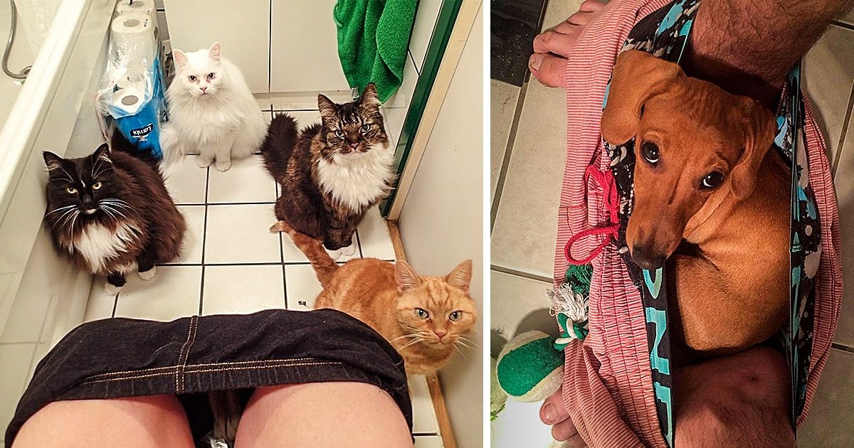 26 Mood-Lifting Photos That Prove Pets Make This Life More Fun