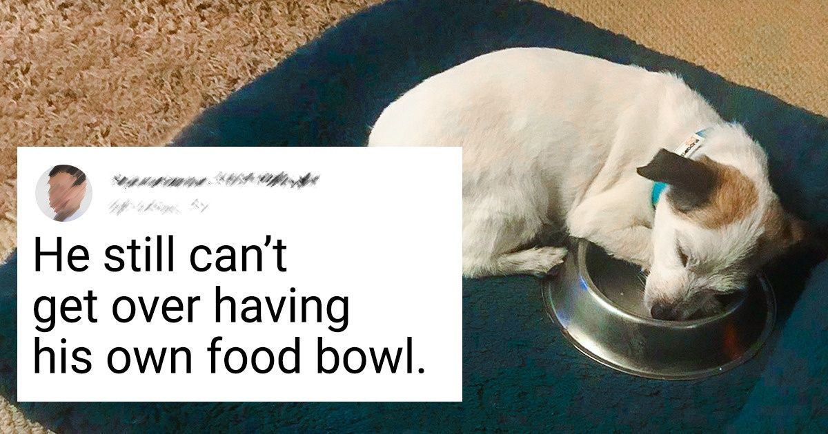 20+ Animals That Found Homes and Gave Their New Owners Tons of Love