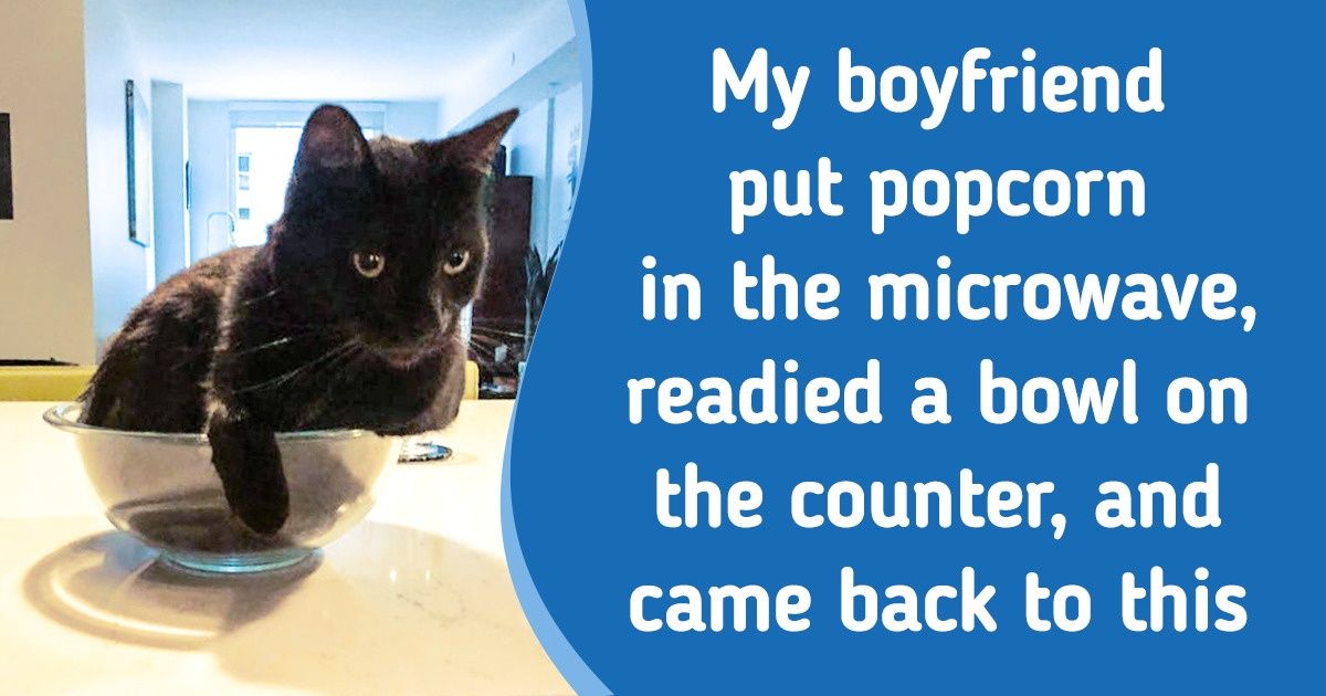 20+ Cats That Found the Perfect Place to Chill, and You Couldn’t Convince Them Otherwise