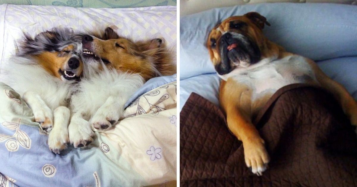 17 Cute Dogs That Can Steal Your Heart in a Second