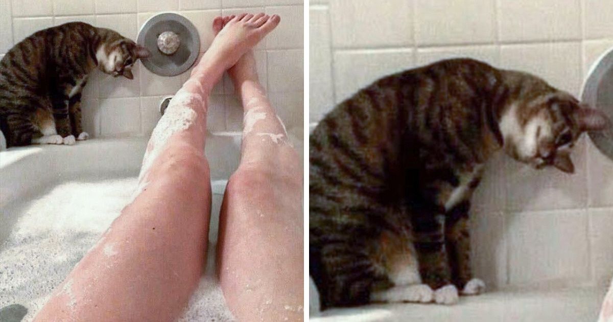 15+ Pets Who Won’t Let You Have a Moment of Peace, Even For a Minute 15+ Pets Who Won’t Let You Have a Moment of Peace, Even For a Minute