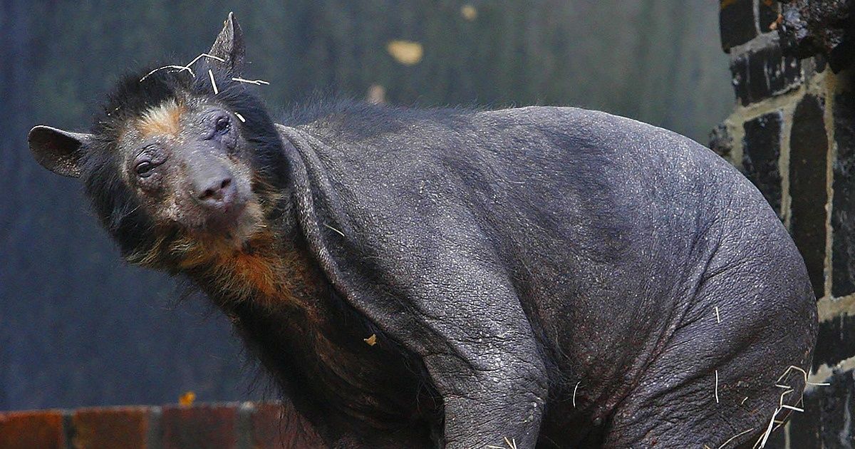 7 Animals That Look Unrecognizable Without Their Fur
