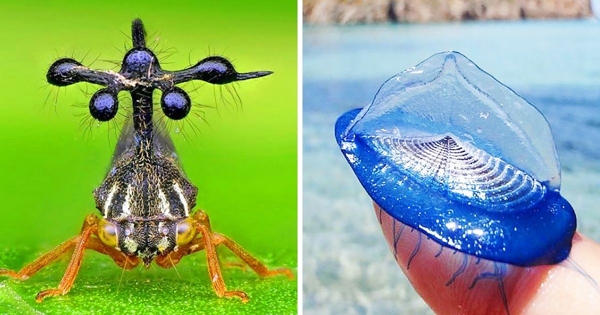 20+ Exotic Animals Whose Beauty Is Out of This World