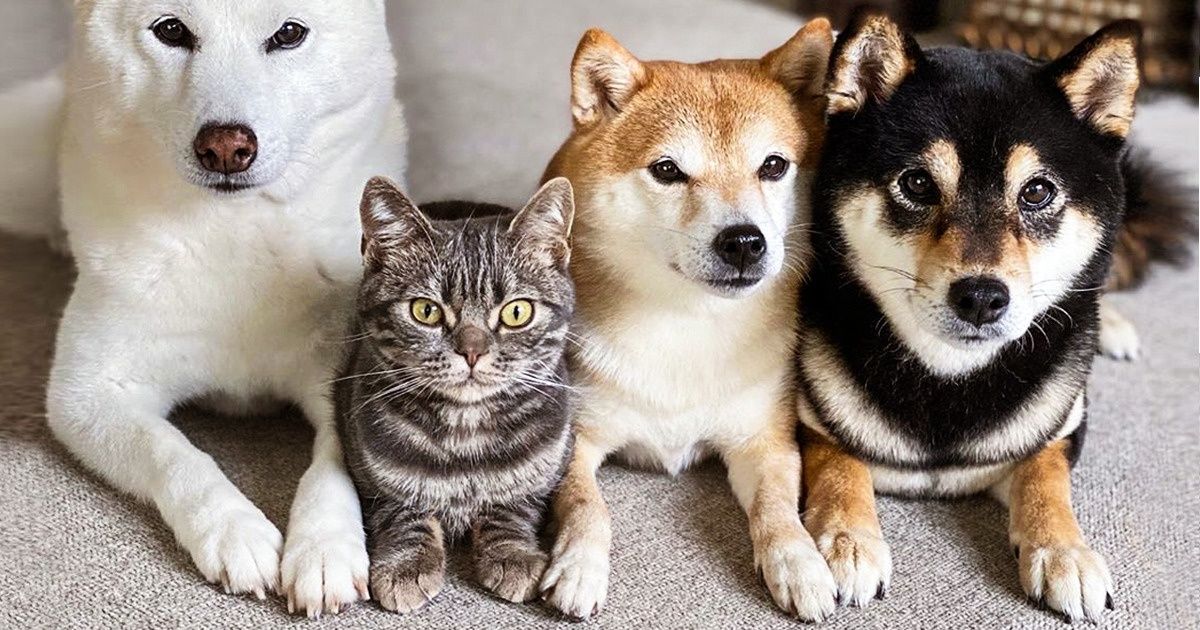 15+ Pics That Prove Cats and Dogs Are a Match Made in Heaven