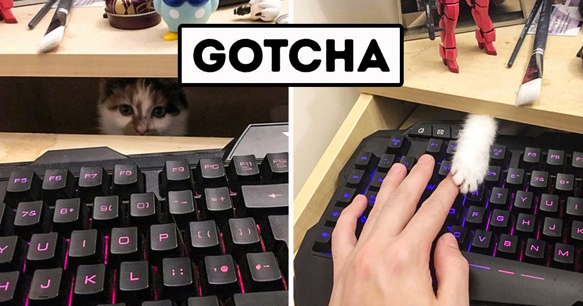 20+ Adorable Animals That Can Brighten Up Any Grumpy Day 20+ Adorable Animals That Can Brighten Up Any Grumpy Day