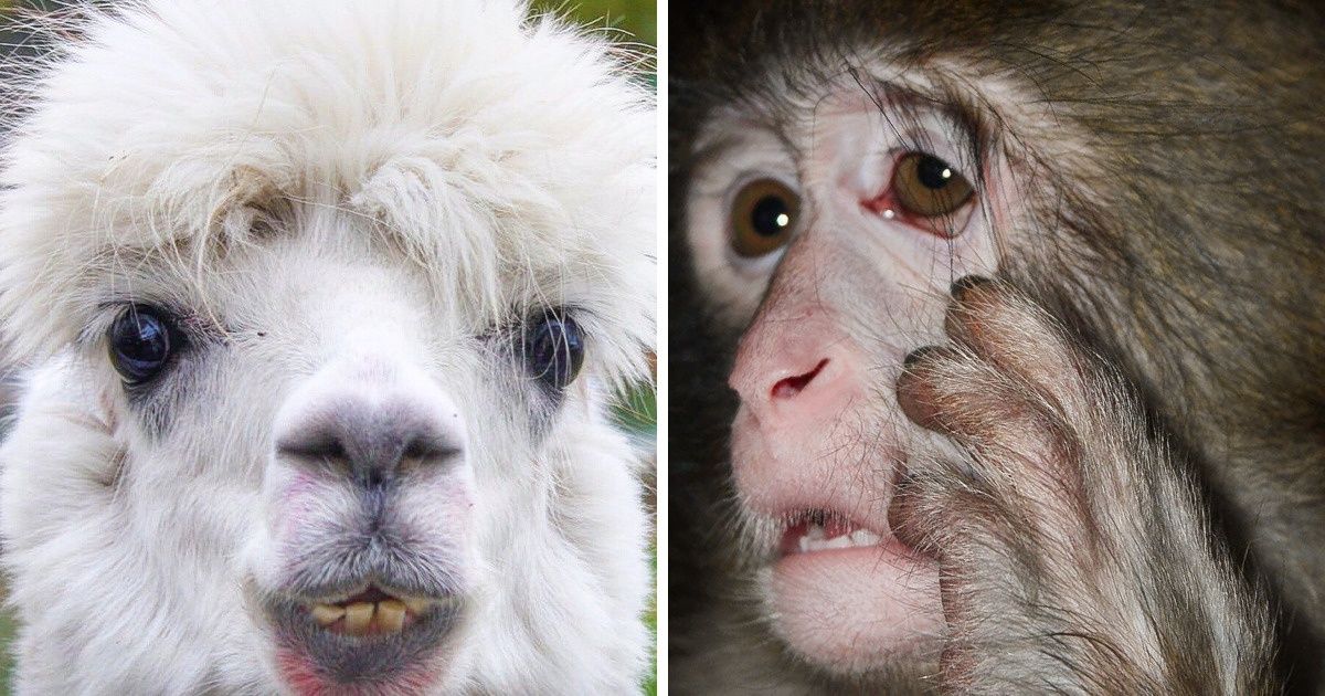 A Zoo Showed 15 Photos of Animals Who Got Hit Harder by Monday Than You Did A Zoo Showed 15 Photos of Animals Who Got Hit Harder by Monday Than You Did