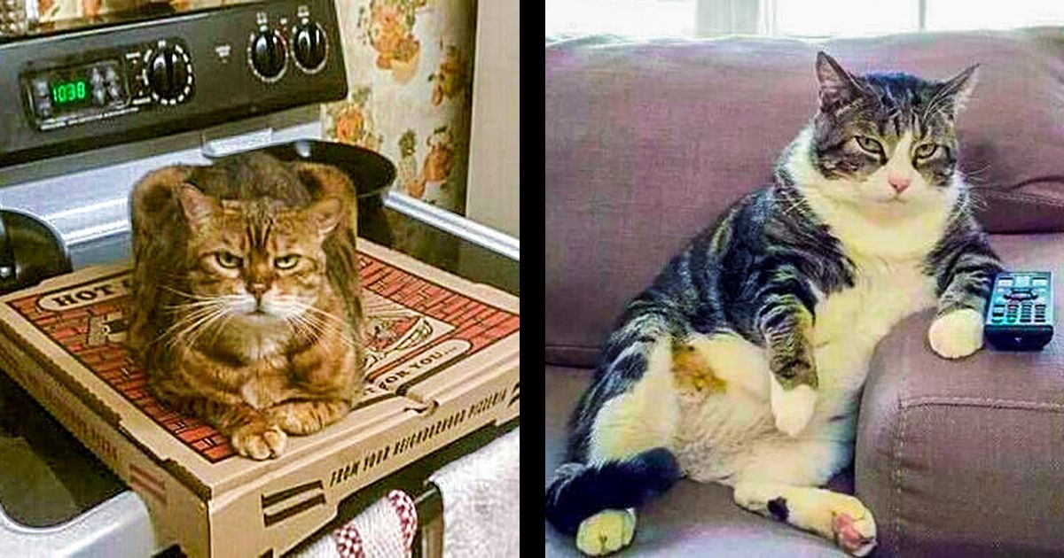 22 Photos Proving That Cats Can Be Real Jerks