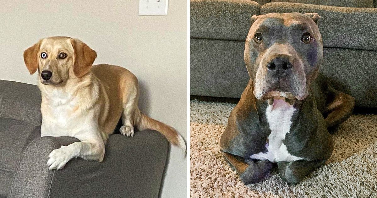 20 Eccentric Dogs That Are Convinced They’re Cats