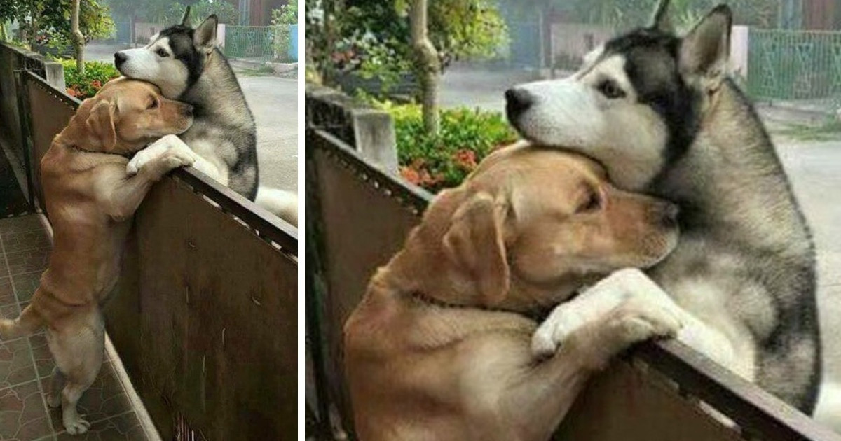 15+ Wholesome Pet Pictures That Will Light Up Your Day 15+ Wholesome Pet Pictures That Will Light Up Your Day