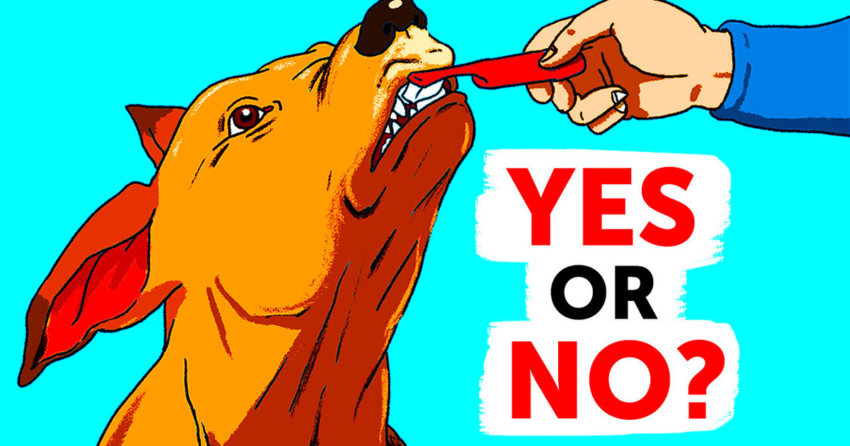 If You Keep Doing 30 Things to Your Dog, Stop Yourself Now