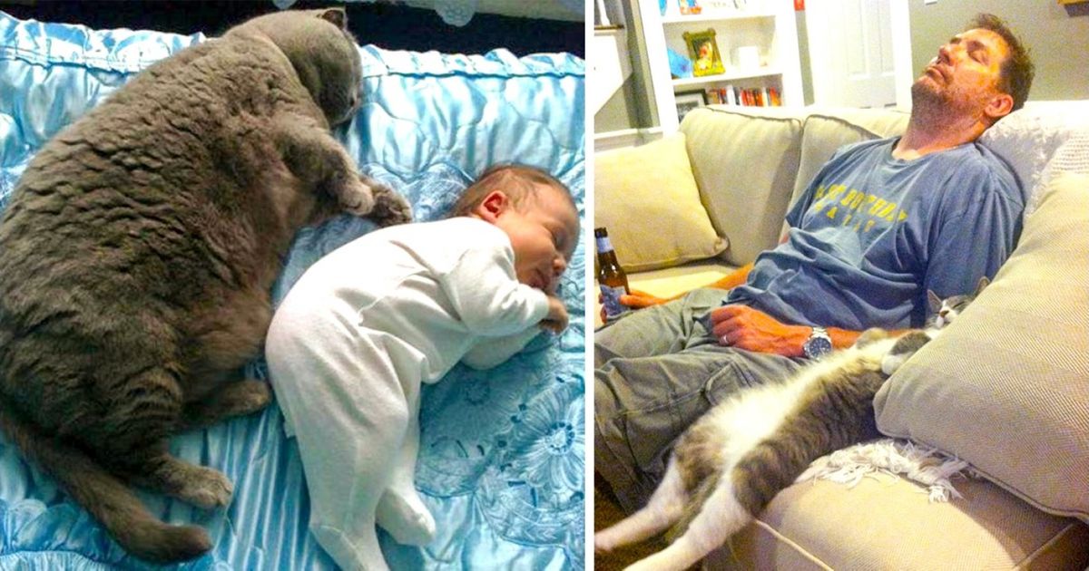 Ultimate Cat Guide to Find a Cat to Match Your Personality and Lifestyle