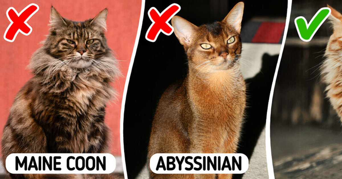 9 Cat Breeds That Will Perfectly Suit Your Lifestyle If You Have an Allergy 9 Cat Breeds That Will Perfectly Suit Your Lifestyle If You Have an Allergy