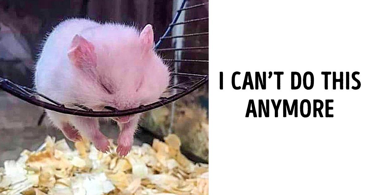 20+ Hysterical Animal Photos That Blew Up the Internet 20+ Hysterical Animal Photos That Blew Up the Internet