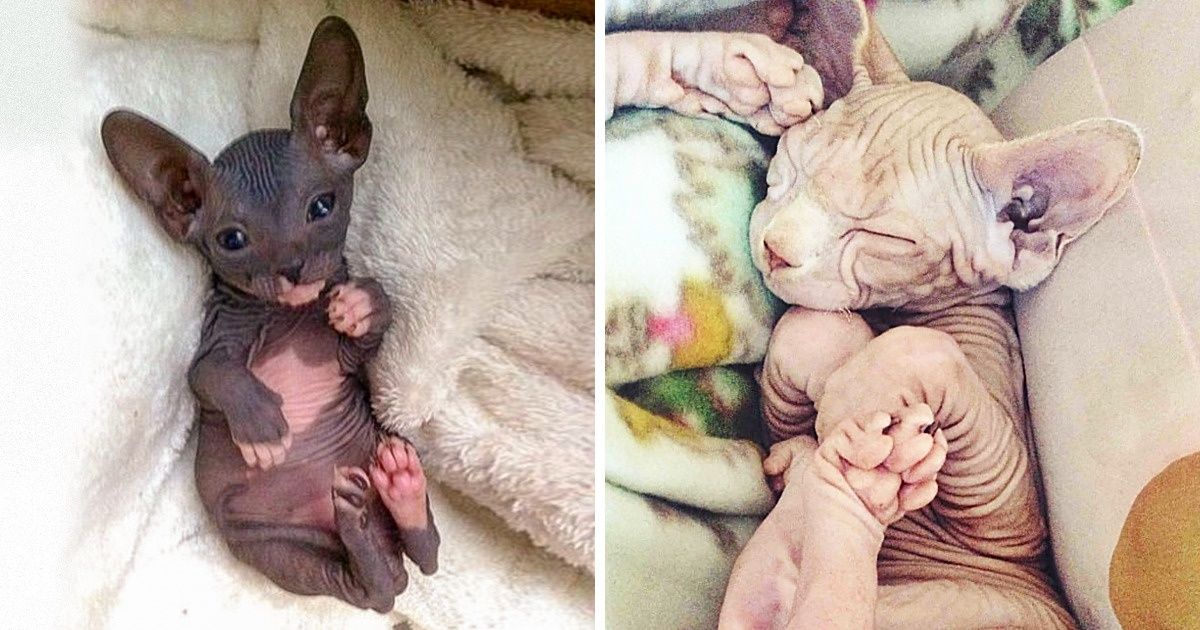 24 Photos That Prove Hairless Cats Are Actually Amazing