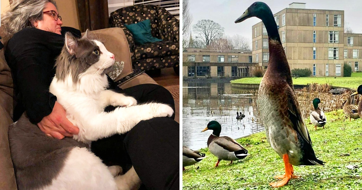 20+ People Discovered Ordinary Things in an Extraordinary Size