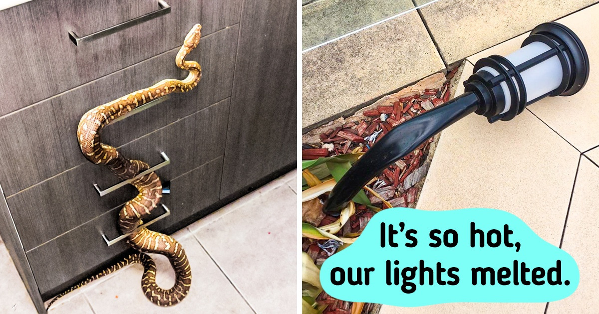 19 Pics That Prove You Must Be Brave to Live in Australia