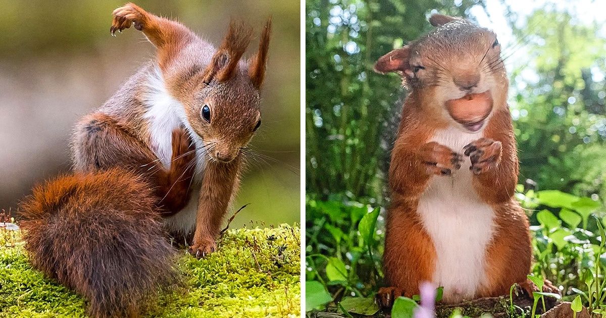 A Photographer Captures the Charm of Squirrels, and We Think We Found Our Spirit Animal A Photographer Captures the Charm of Squirrels, and We Think We Found Our Spirit Animal