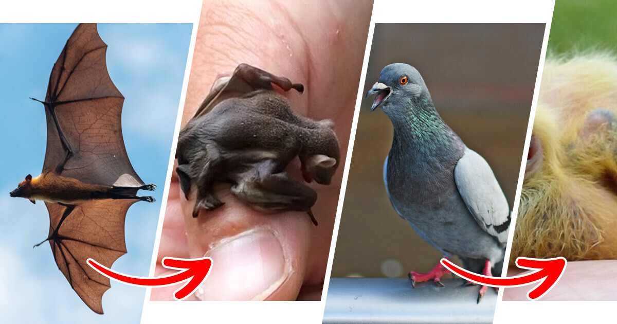 14 Animals You Probably Haven’t Seen as Babies 14 Animals You Probably Haven’t Seen as Babies