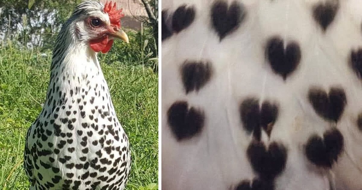 16 Unique Animals Who Prove Nature Is a Fabulous Artist