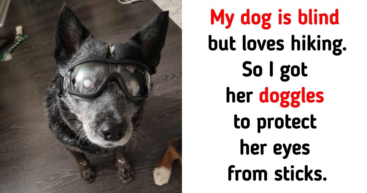 15 Pics That Show Just How Pure the Bond Between Pets and Humans Is