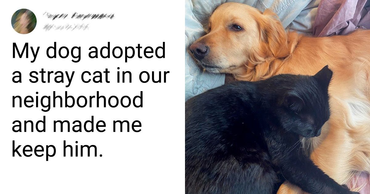 20 Times Animals Met Their Guardian Angels at Just the Right Moment 20 Times Animals Met Their Guardian Angels at Just the Right Moment
