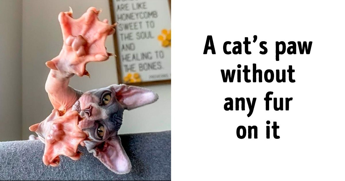 20 Photos of Animals That’ll Prove Mother Nature Has an Amazing Sense of Humor