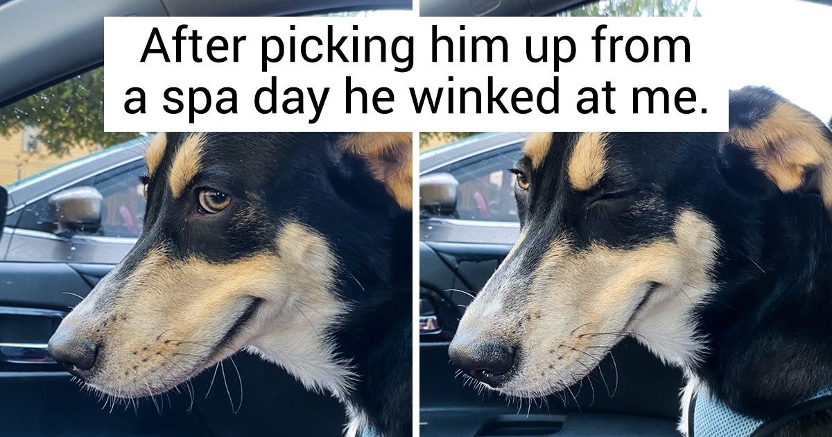 20+ Pets Who Are Having the Best Day of Their Lives (You Can Tell From Their Faces) 20+ Pets Who Are Having the Best Day of Their Lives (You Can Tell From Their Faces)