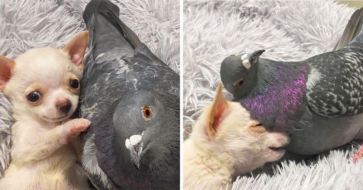 A Pigeon Who Can’t Fly Met a Puppy Who Can’t Walk, and They’ve Become Best Friends Forever A Pigeon Who Can’t Fly Met a Puppy Who Can’t Walk, and They’ve Become Best Friends Forever