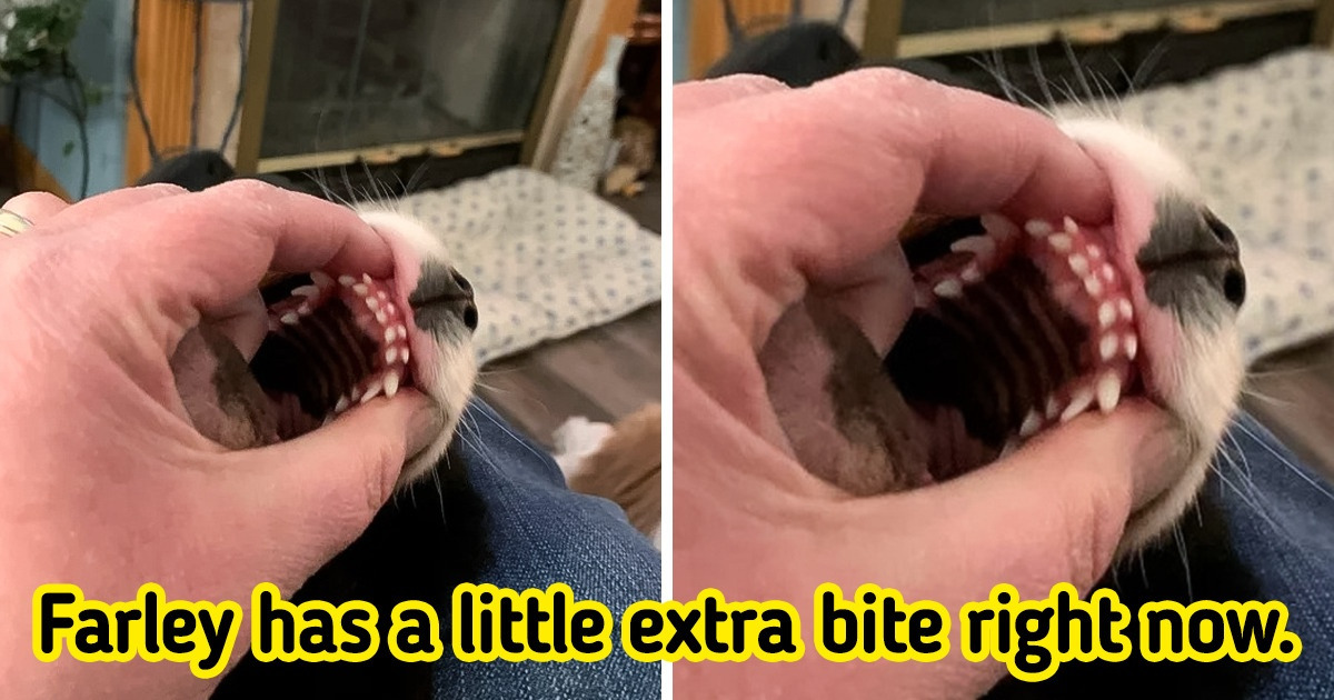 15+ Animals With Features That Seem More Like Glitches in Nature