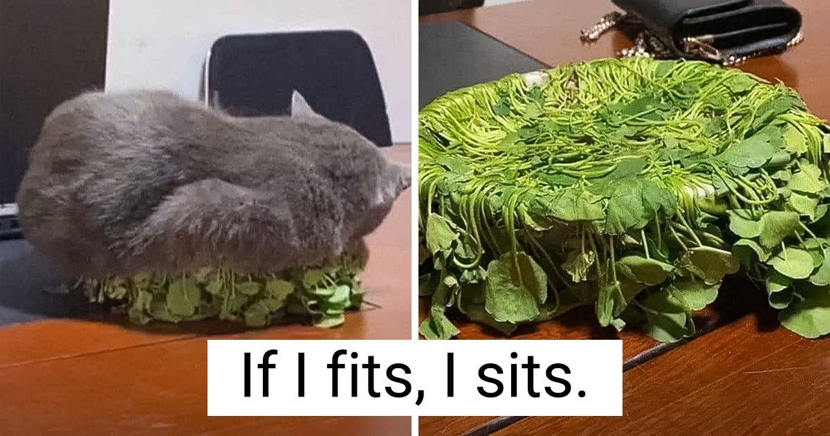 20 Photos That Prove Animals Have Their Own Kind of Logic 20 Photos That Prove Animals Have Their Own Kind of Logic